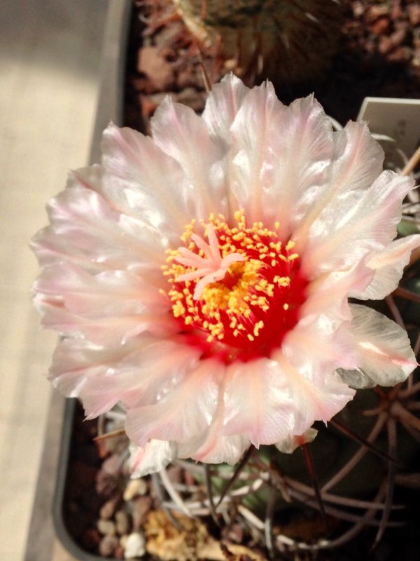 Coryphantha poselgeriana v. valida 