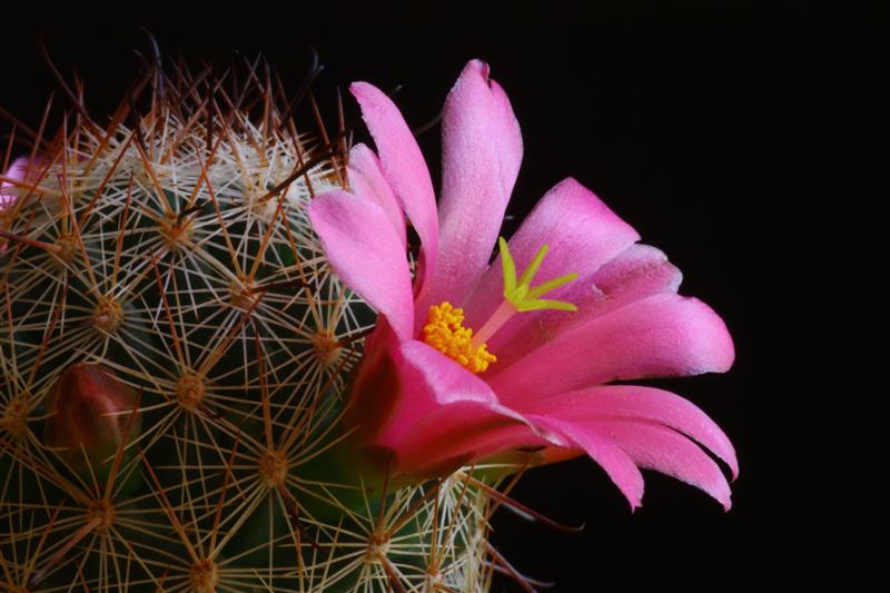 Mammillaria gueldemanniana 