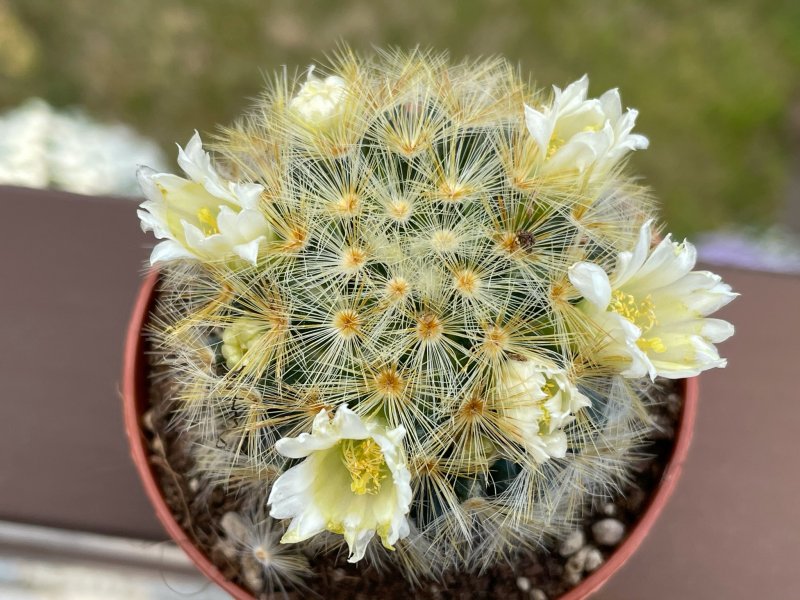 Mammillaria carmenae 