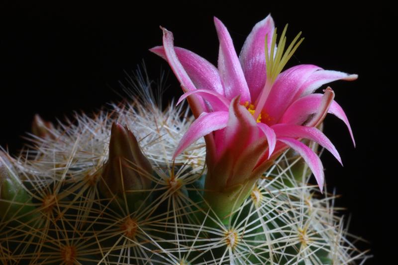 Mammillaria grahamii v. oliviae 