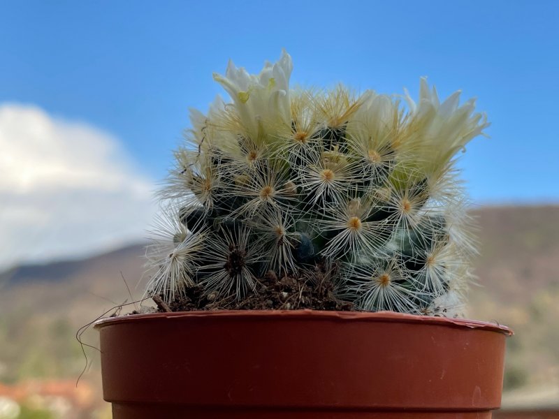 Mammillaria carmenae 