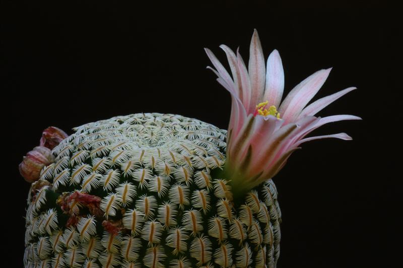 Mammillaria pectinifera 