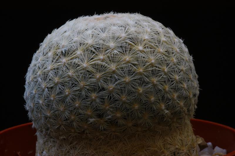 Mammillaria lasiacantha ssp. egregia 