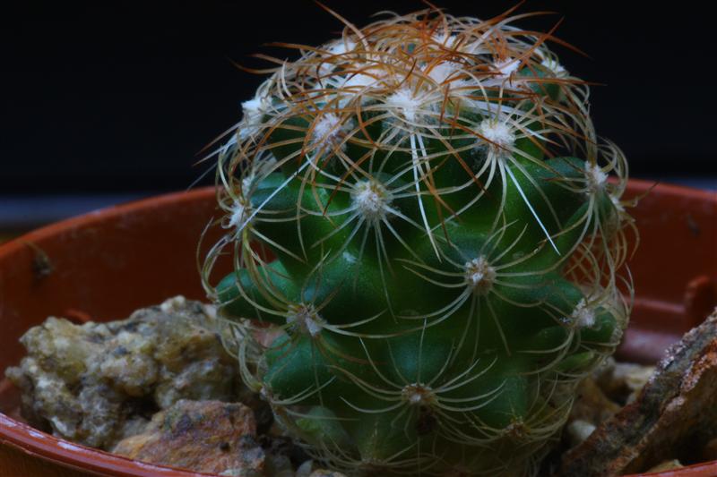 Mammillaria deherdtiana ssp. dodsonii 