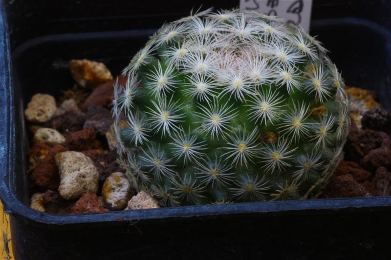 Mammillaria neobertrandiana 