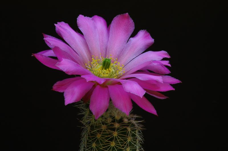 Echinocereus metornii 