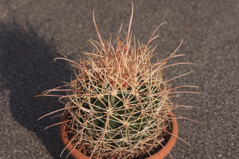 Ferocactus cylindraceus 