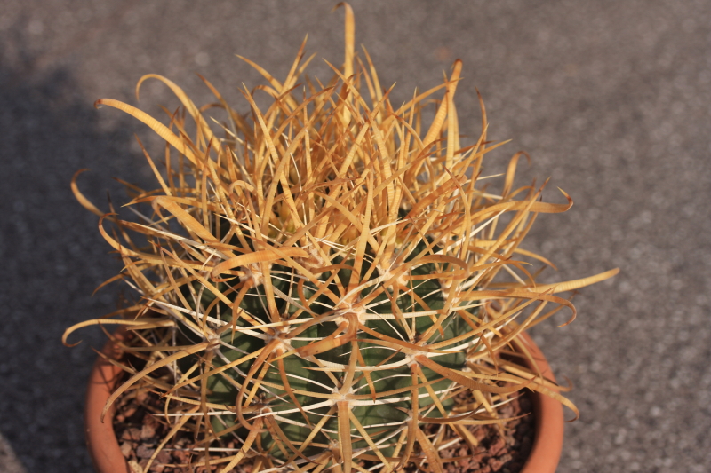 Ferocactus chrysacanthus 