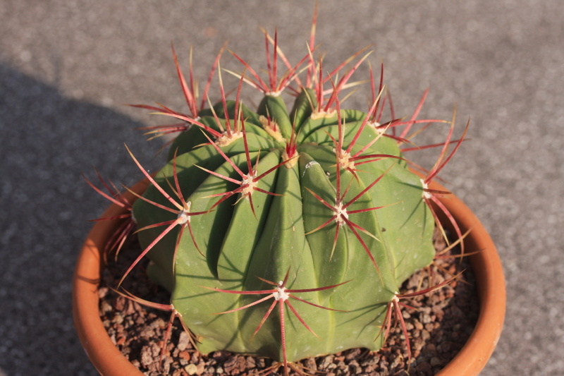 Ferocactus haematacanthus 