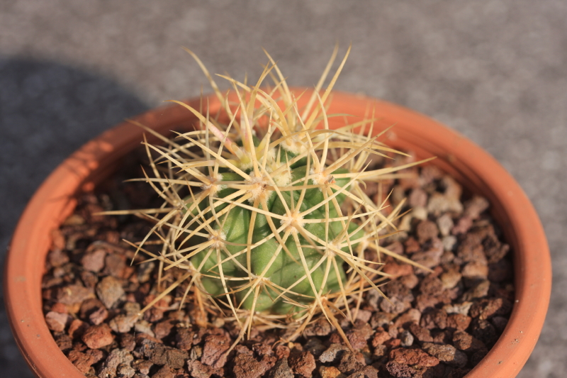 Ferocactus johnstonianus L1214