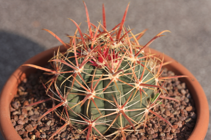 Ferocactus wislizeni ssp. tiburonensis 