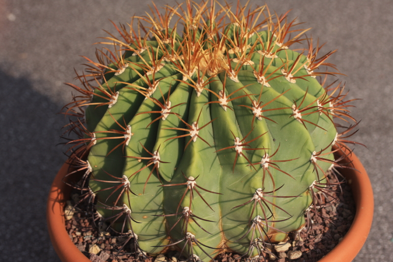 Ferocactus diguetii 