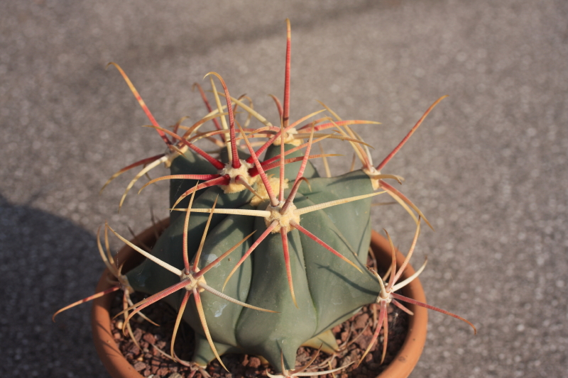 Ferocactus emoryi 