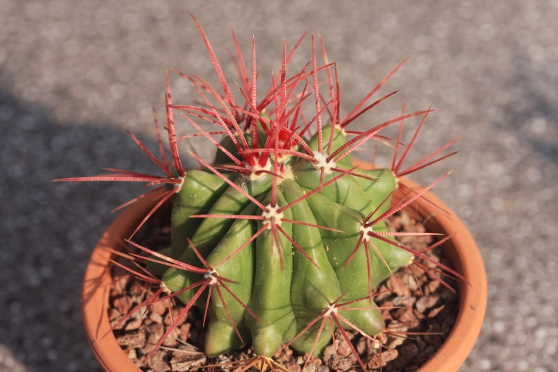 Ferocactus pilosus 