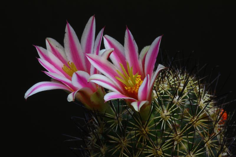 Mammillaria blossfeldiana 