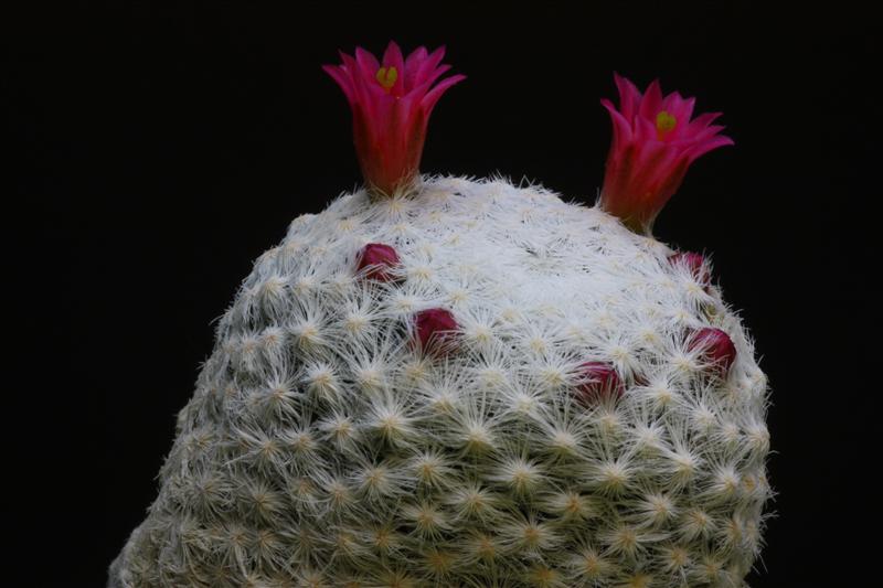 Mammillaria humboldtii 