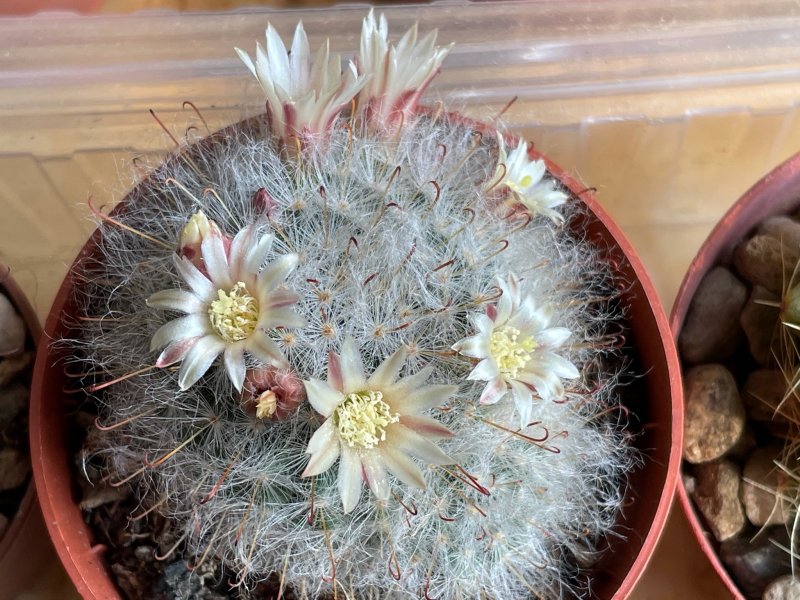 Mammillaria bocasana 