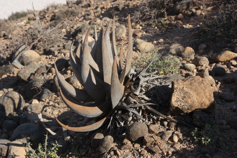 Aloe dhufarensis 