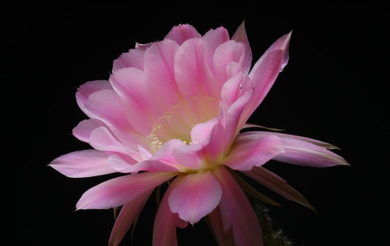 echinopsis cv. spring symphony