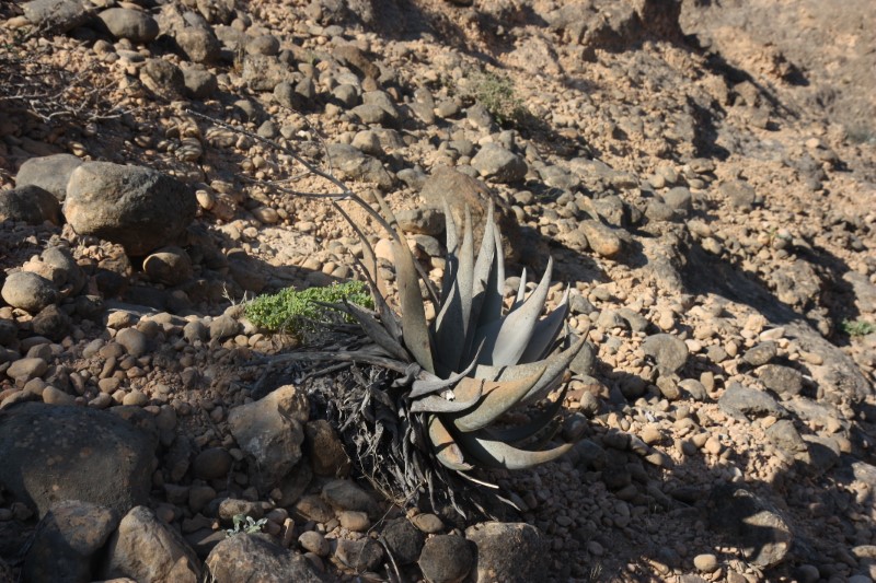 Aloe dhufarensis 