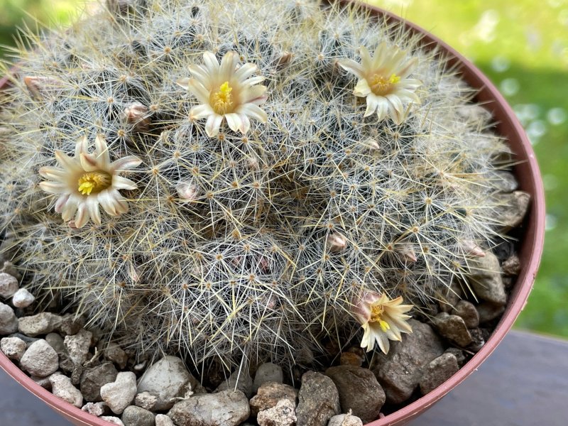 Mammillaria prolifera 