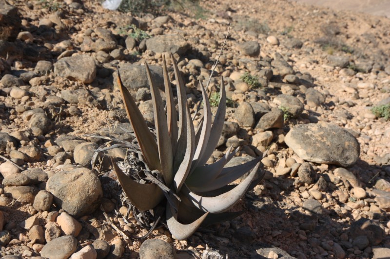 Aloe dhufarensis 