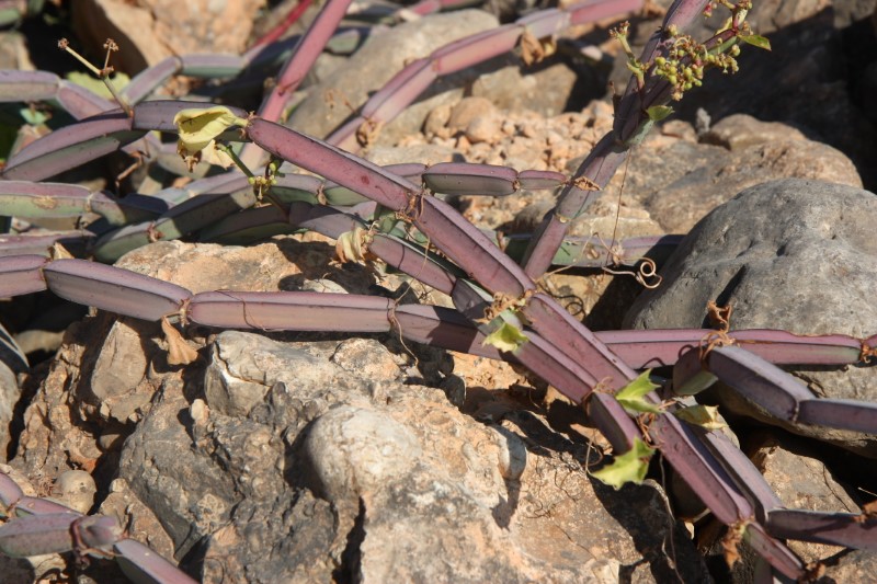 Cissus quadrangularis 