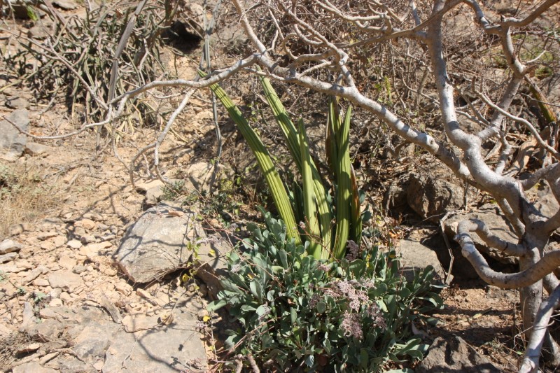 Sansevieria ehrenbergii 