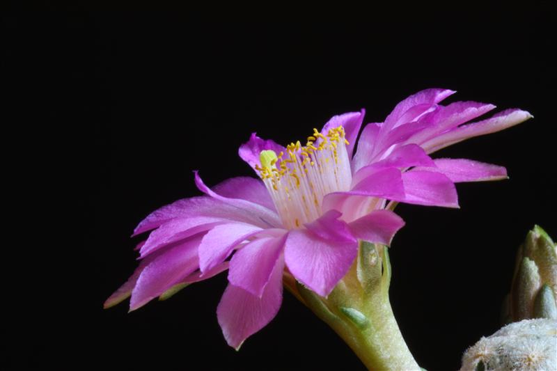 Mammillaria theresae 