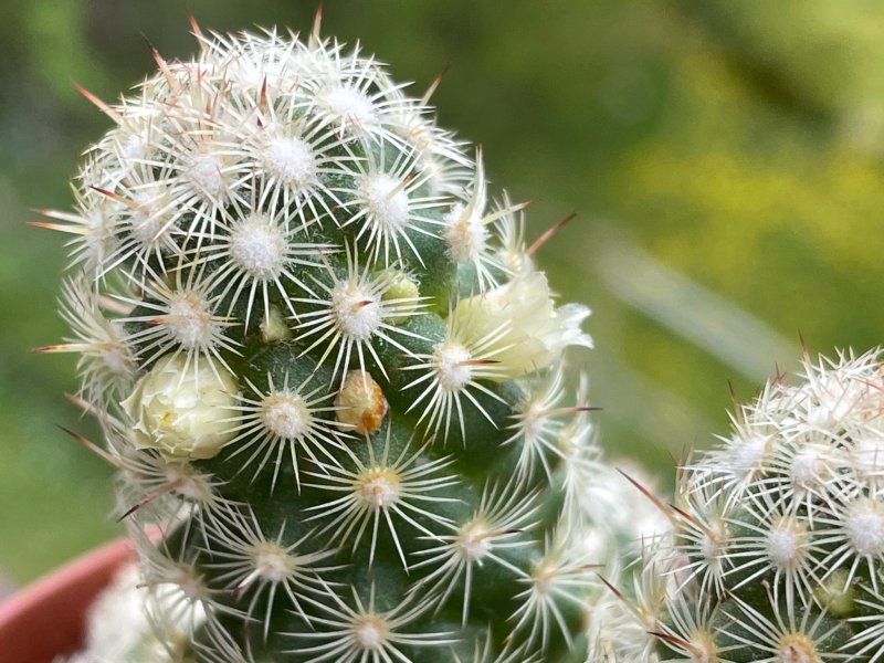 Mammillaria elongata 