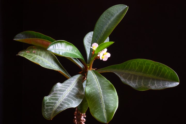 euphorbia lophogona
