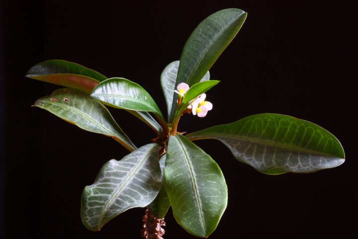 Euphorbia lophogona 