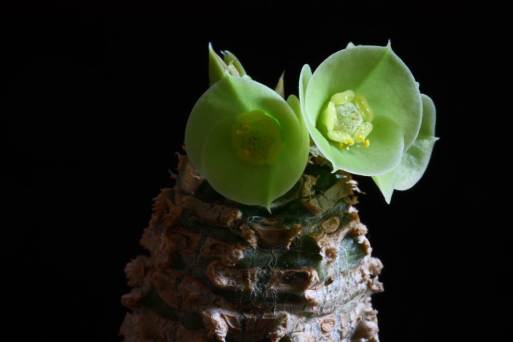 Euphorbia ankarensis 