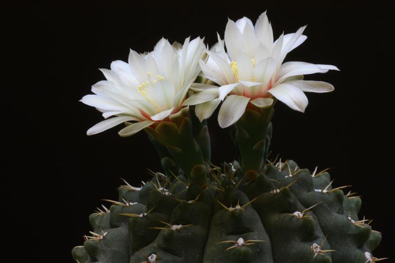 Gymnocalycium quehlianum 