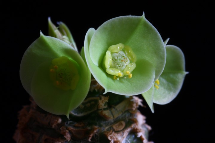 Euphorbia ankarensis 