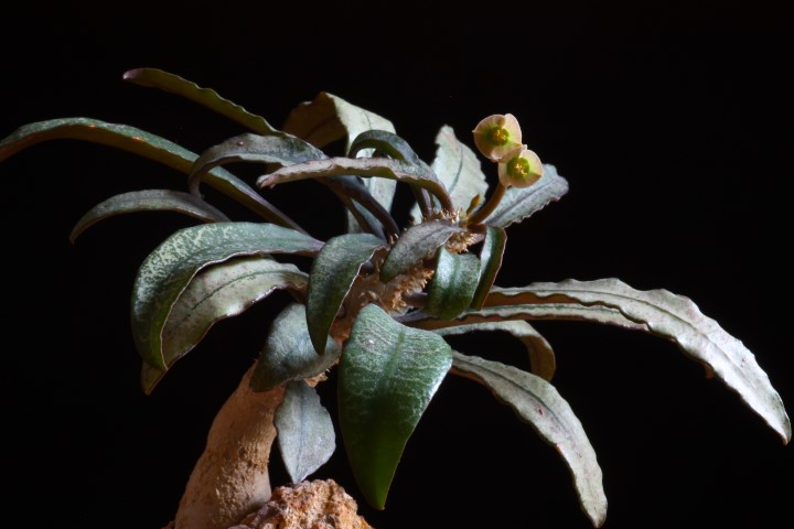 Euphorbia francoisii 