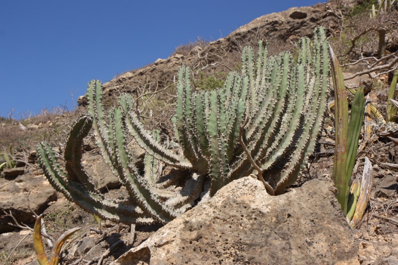 Euphorbia cactus 