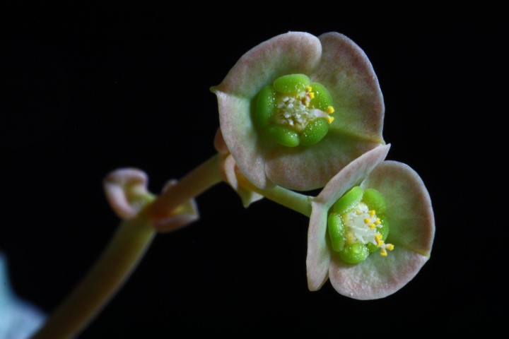 Euphorbia francoisii 