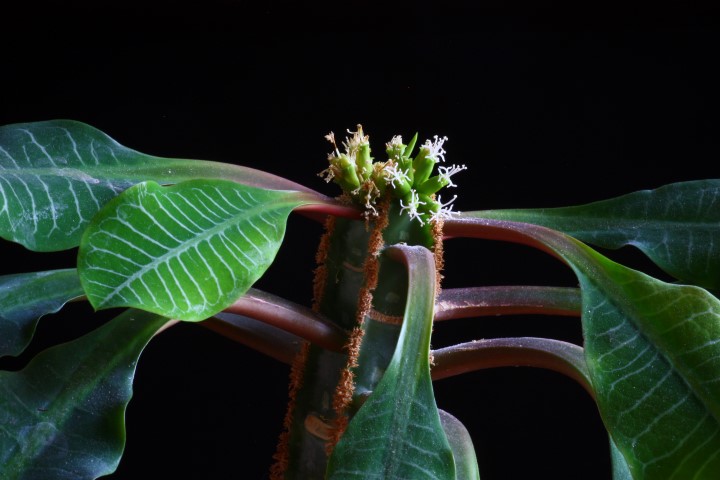 Euphorbia leuconeura 