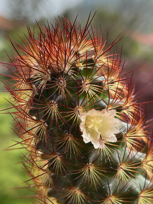 Mammillaria elongata v. rufocrocea 