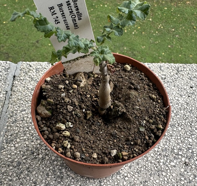 Boswellia sacra RM 745