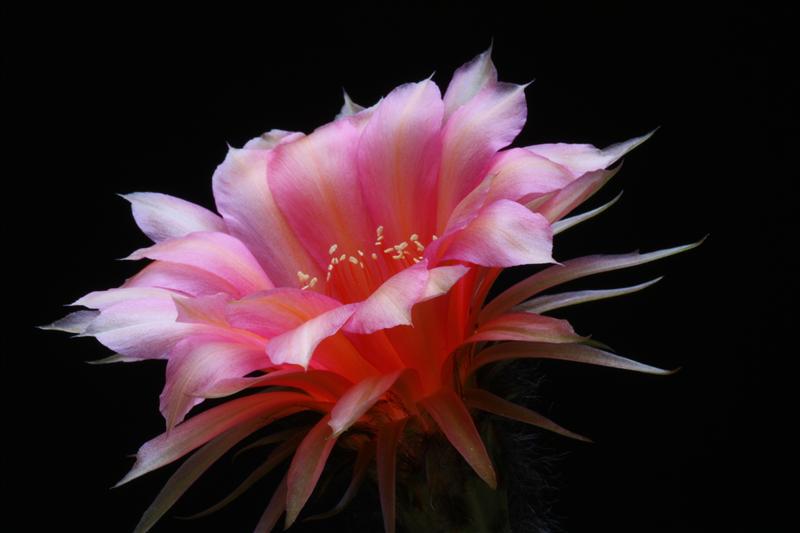 echinopsis cv. materna