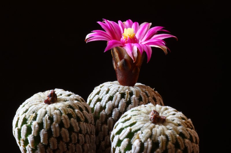 Turbinicarpus pseudopectinatus 