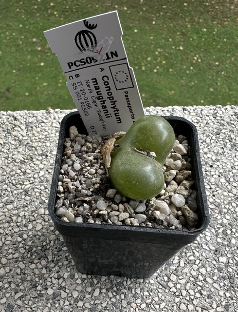 Conophytum maughanii 