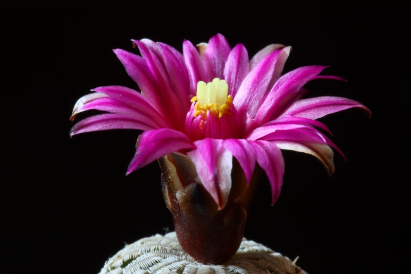 Turbinicarpus pseudopectinatus 