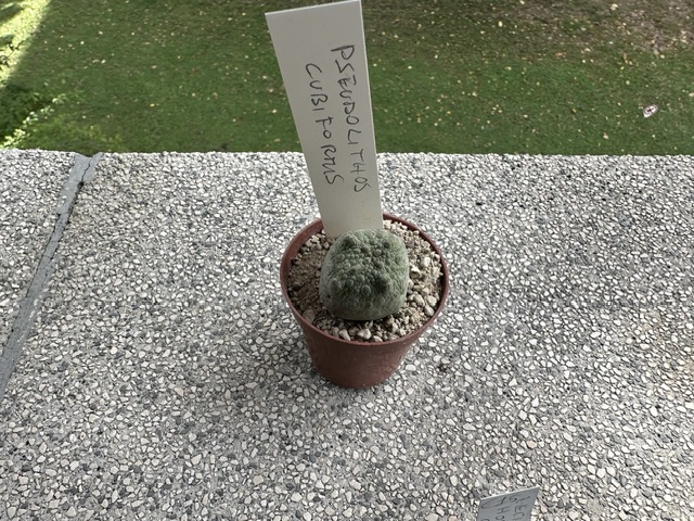 Pseudolithos cubiformis 