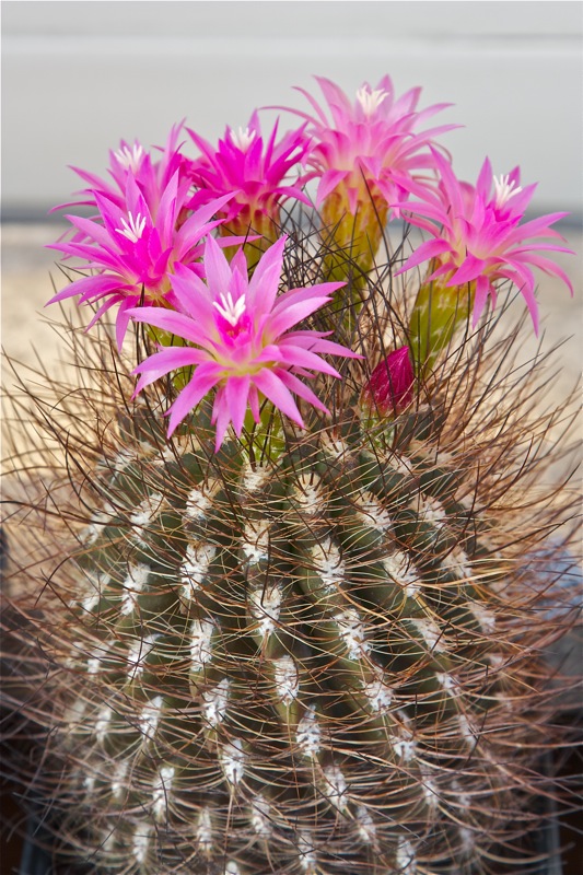 Neoporteria villosa 