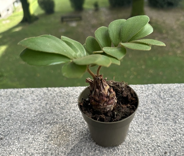 Zamia furfuracea 