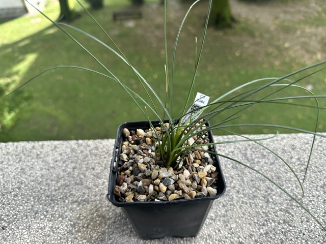 Dasylirion longissimum 