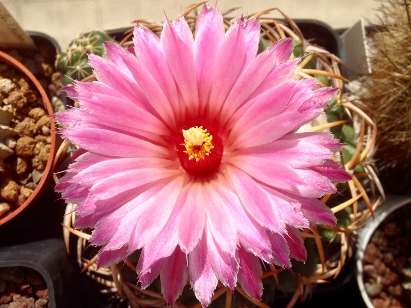 Coryphantha elephantidens 